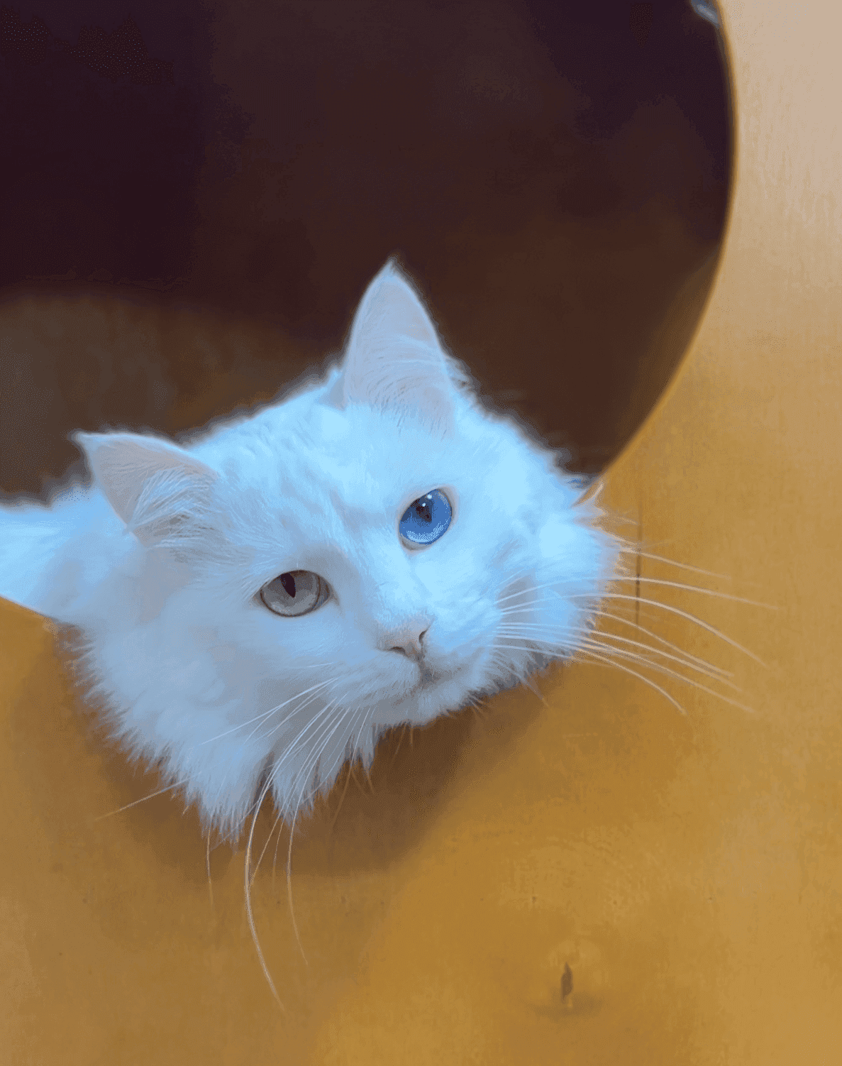 Рыжий котёнок — гость отеля HappyMur