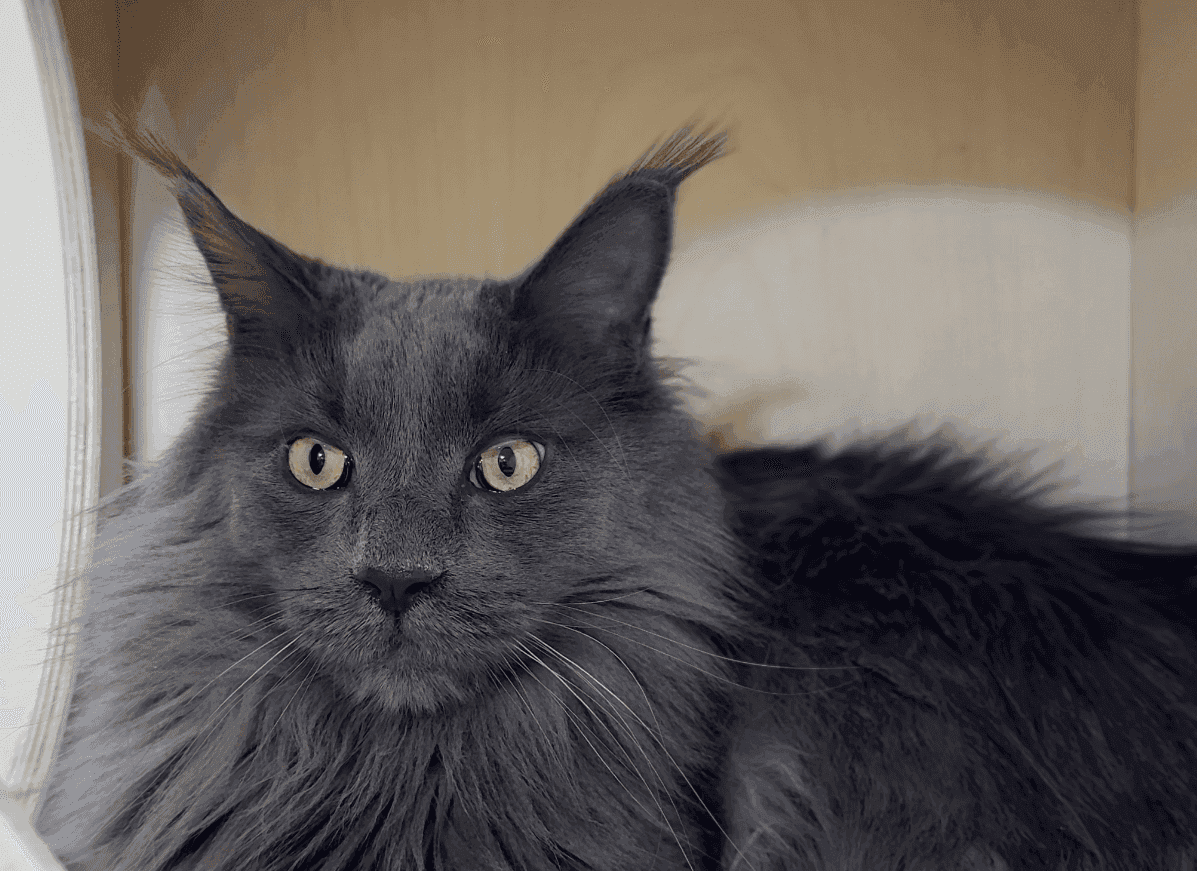 Полосатая кошка устроилась на мягкой лежанке в номере HappyMur