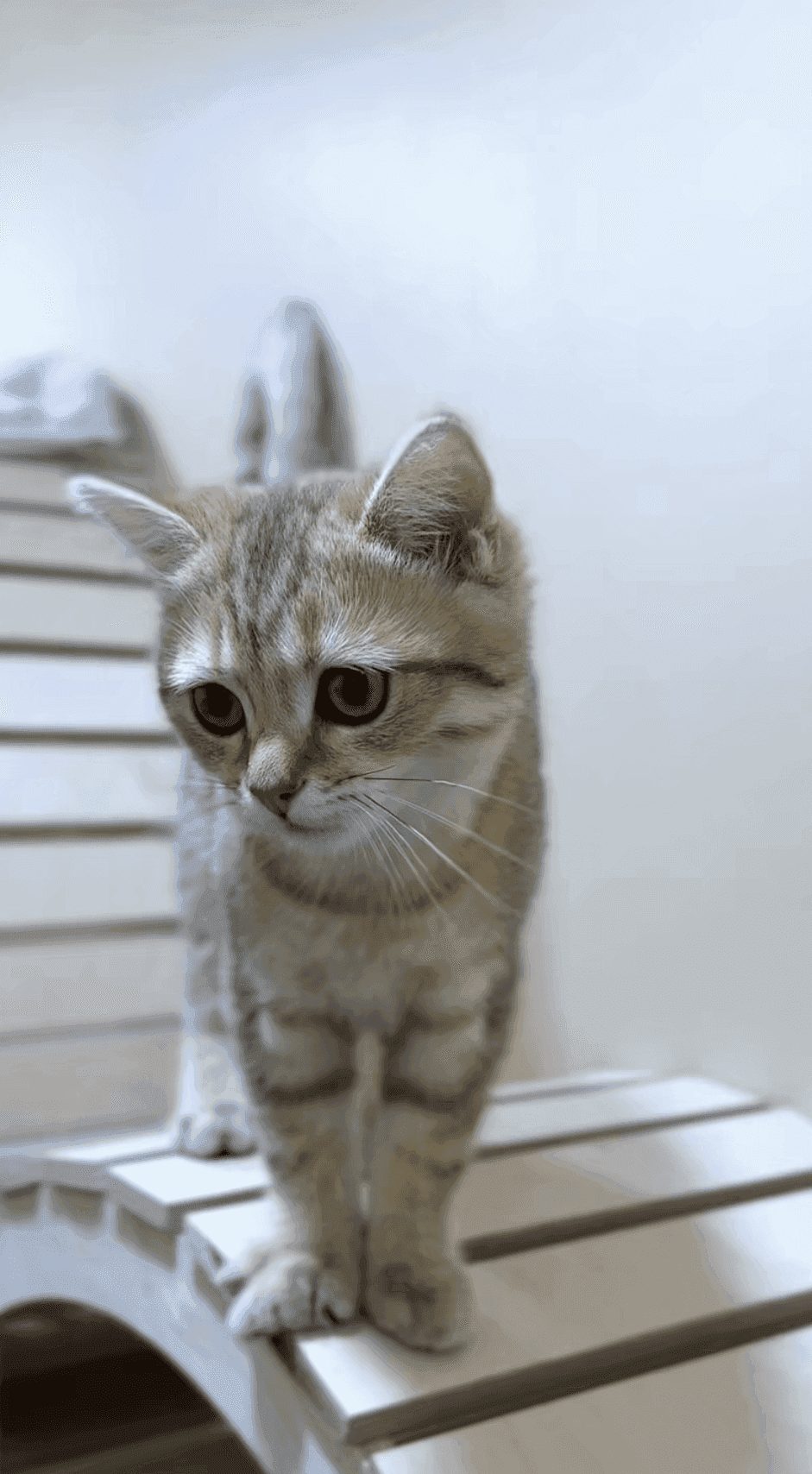 Белая кошка с голубыми глазами — гостья HappyMur