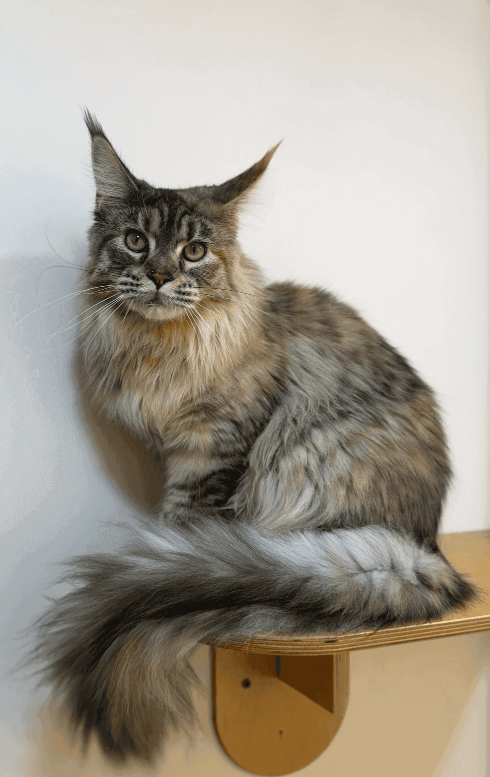 Полосатый котёнок — гость отеля HappyMur