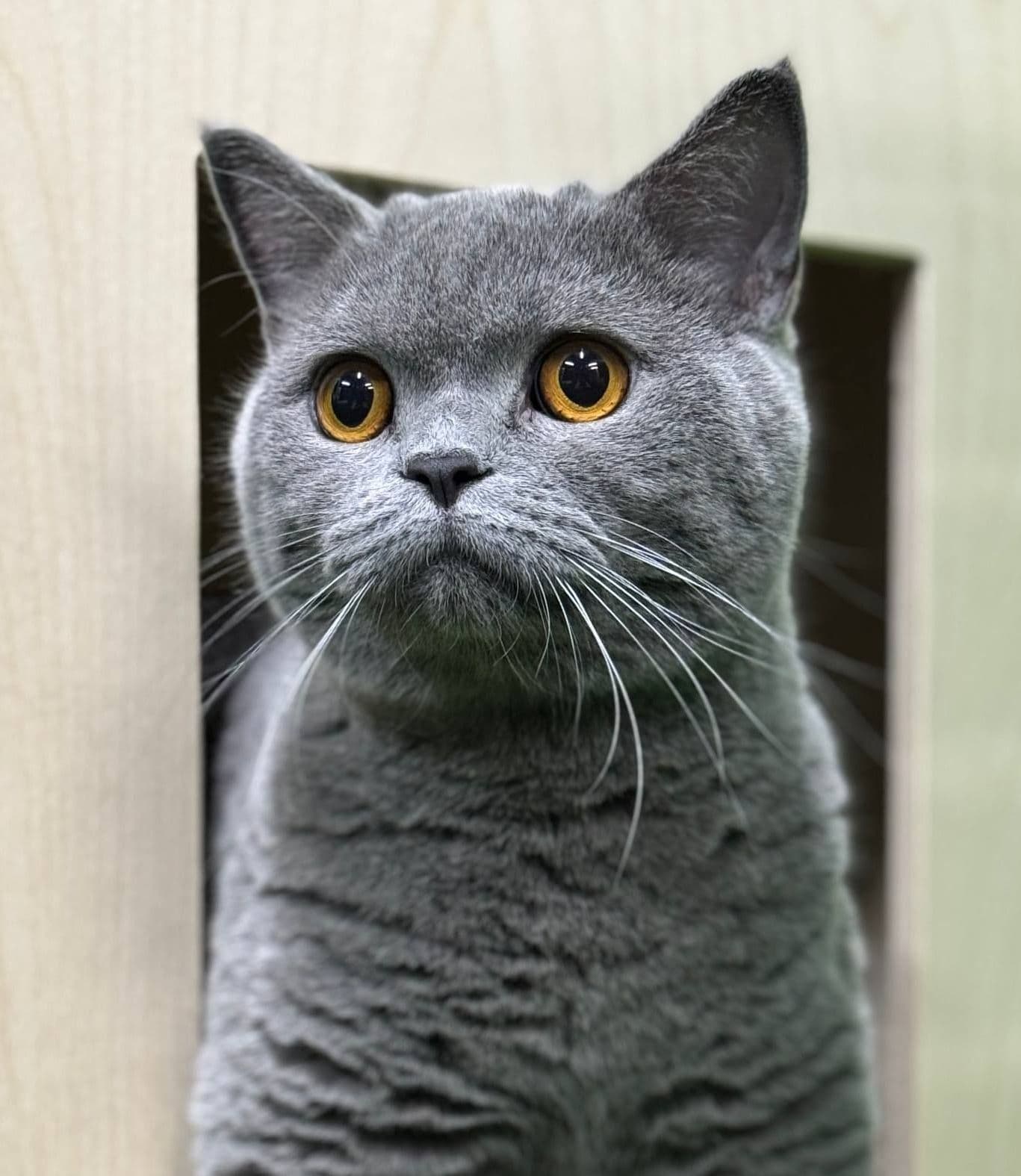 Серый полосатый котёнок — гость отеля HappyMur