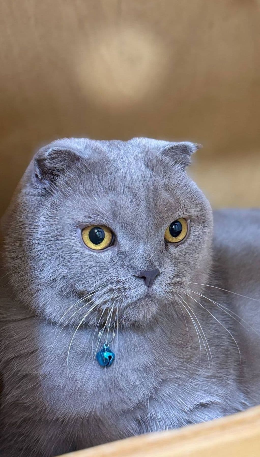 Чёрно-белый кот — гость отеля HappyMur