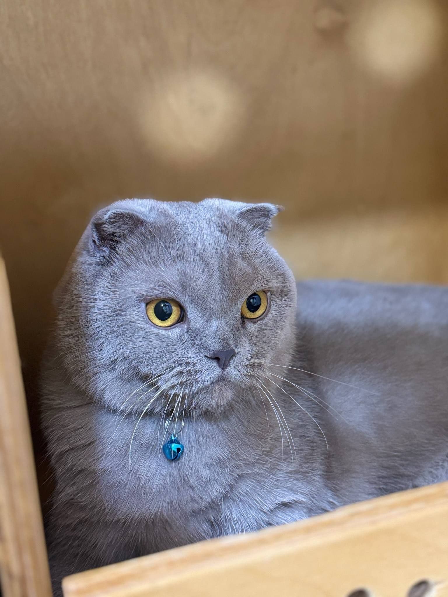 Кошка выглядывает из-под подушки в номере отеля HappyMur