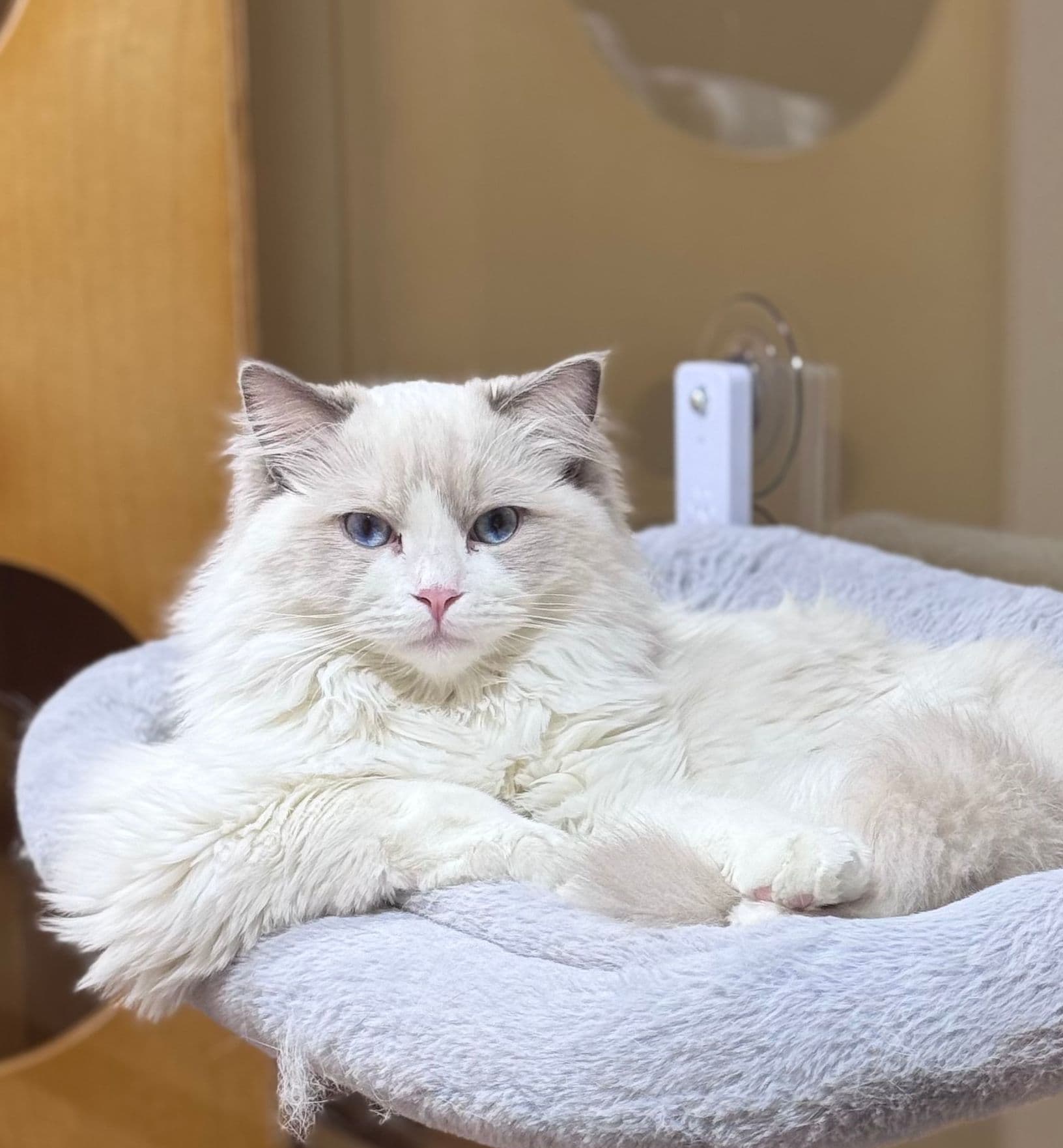 Koshka