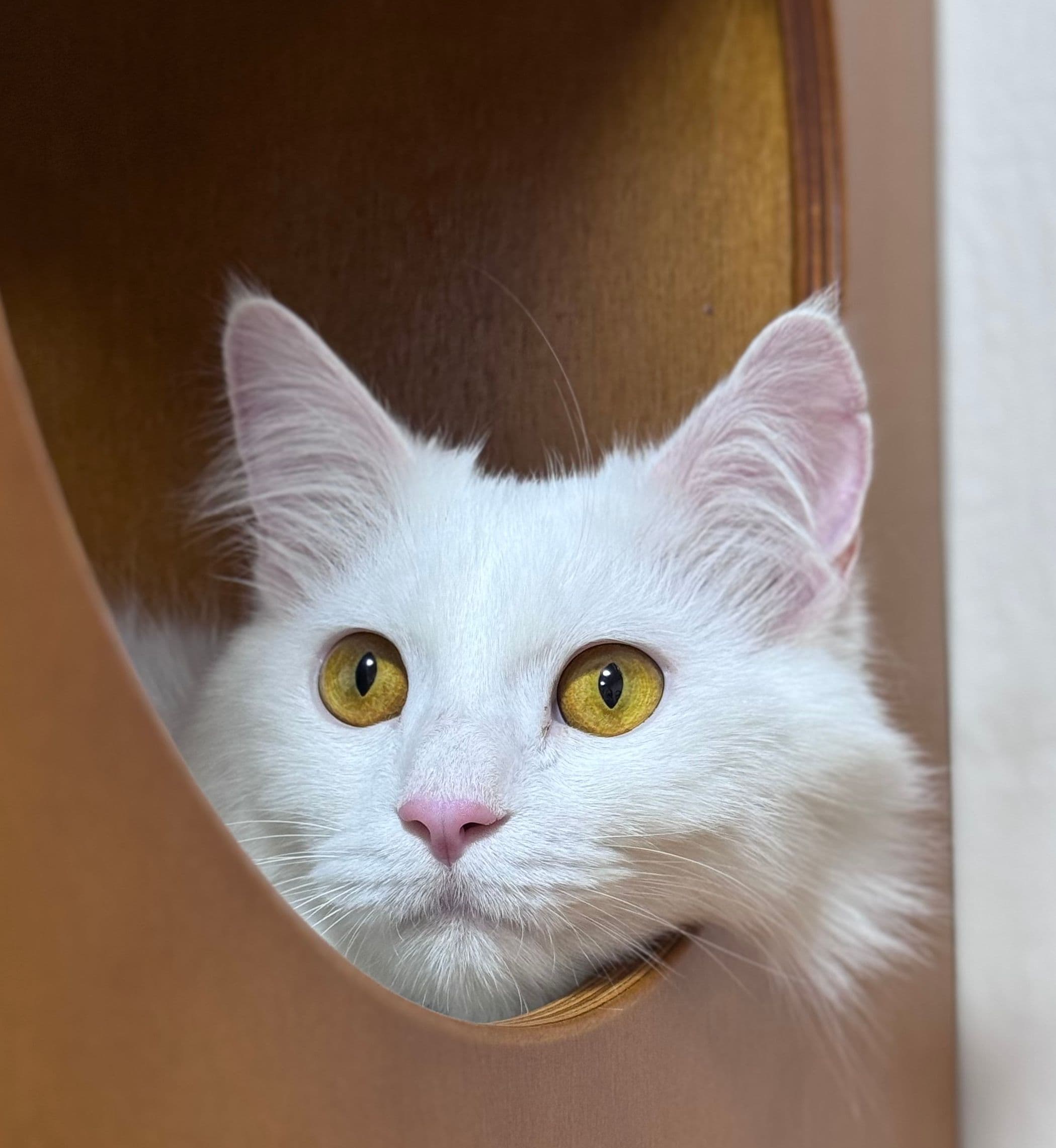 Koshka2