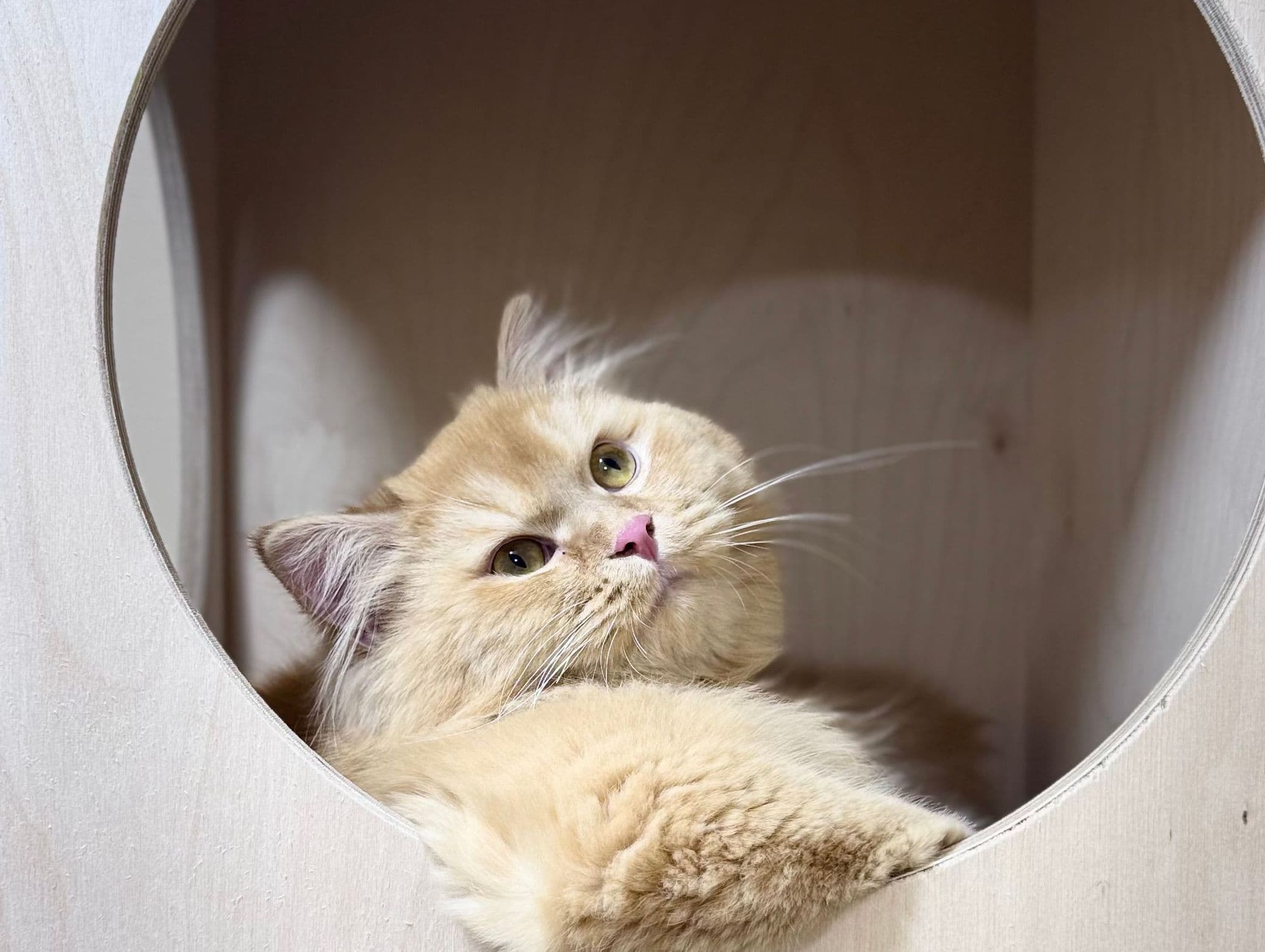 Рыжий длинношёрстный кот отдыхает в уютном номере отеля HappyMur